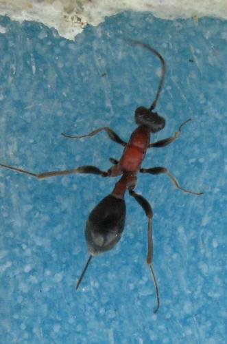 Thaumatogelis gallicus