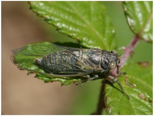 Réf. 9 756 : Tettigettula pygmea