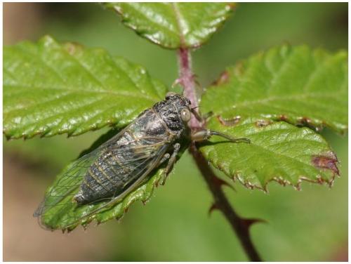 Réf. 9 757 : Tettigettula pygmea