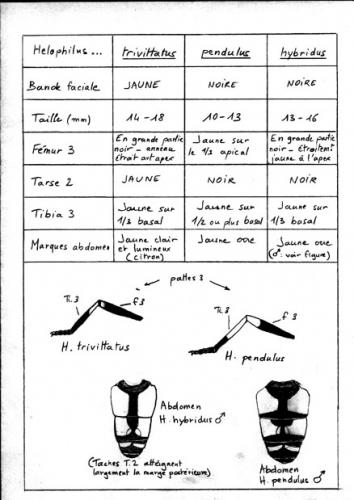 Indéterminé