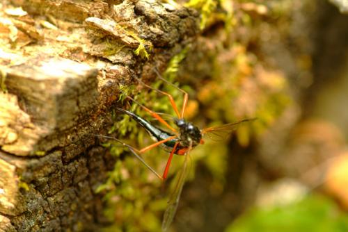 Tanyptera atrata