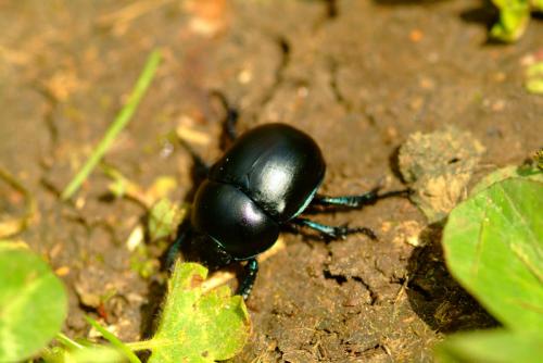 Réf. 9 877 : Trypocopris sp.