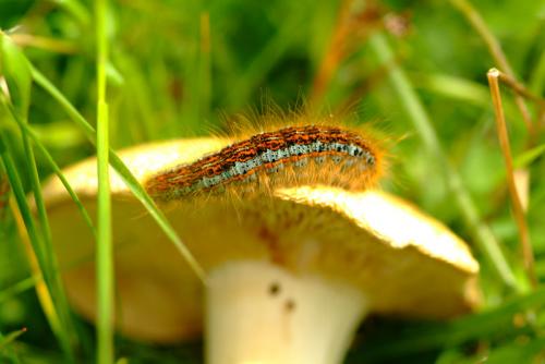 Malacosoma castrensis