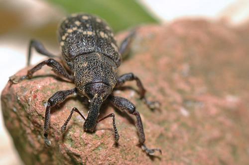 Hylobius abietis