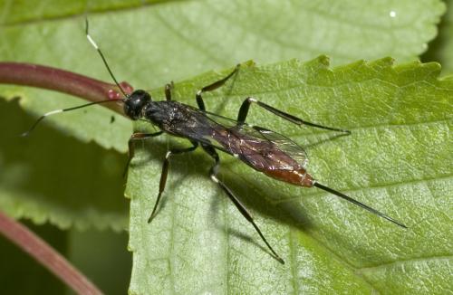 Xorides sp.