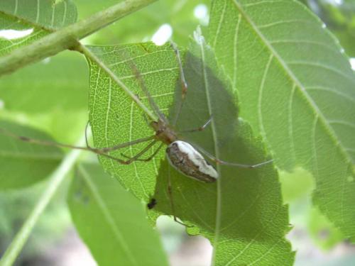 Tetragnatha sp.