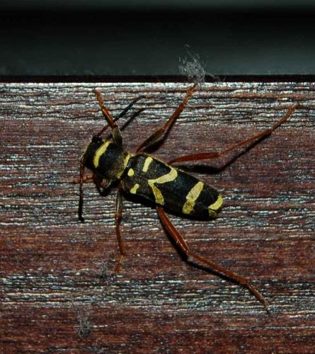 Clytus arietis