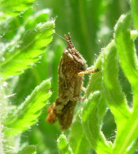 Pezotettix giornae