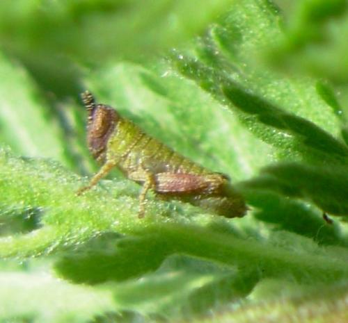 Pezotettix giornae