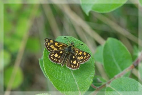 Réf. 9 430 : Carterocephalus palaemon