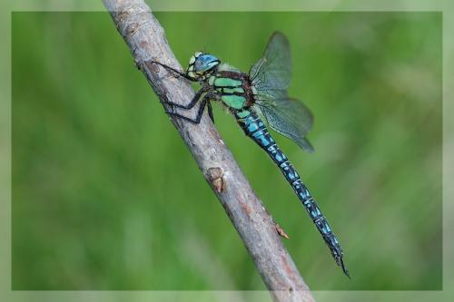 Réf. 9 556 : Brachytron pratense
