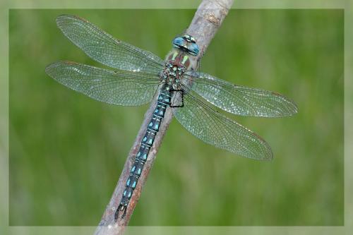 Réf. 9 561 : Brachytron pratense