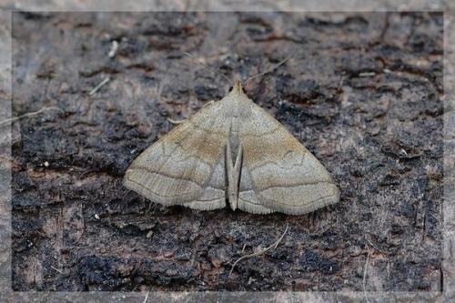 Herminia tarsicrinalis