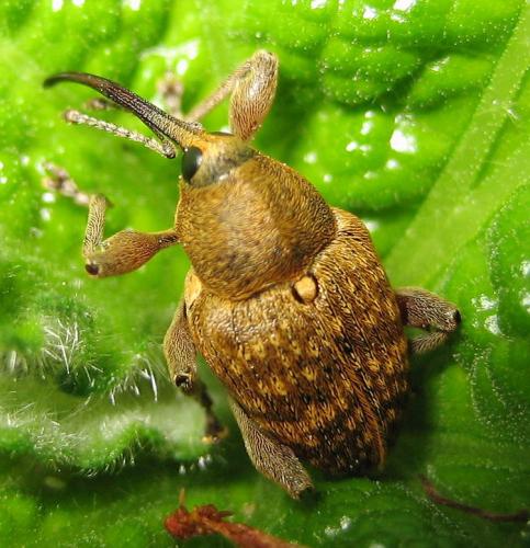 Réf. 9 002 : Curculio nucum