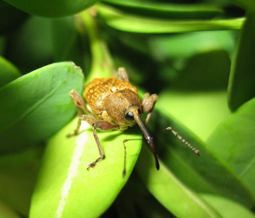 Réf. 9 000 : Curculio nucum