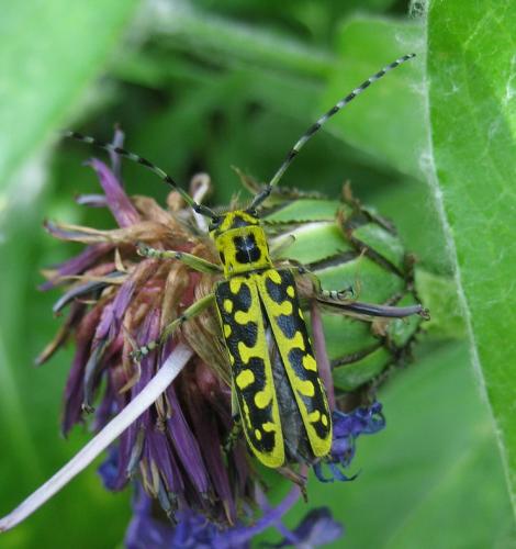 Réf. 9 035 : Saperda scalaris