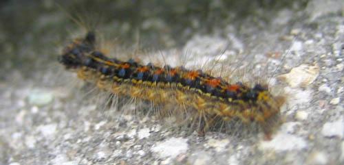 Réf. 9 261 : Lymantria dispar