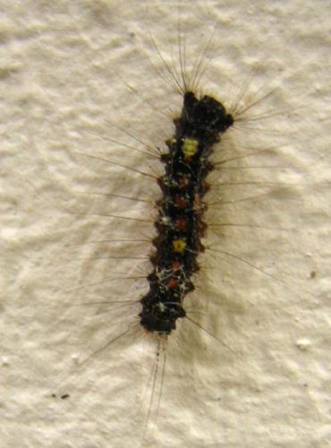 Lymantria dispar
