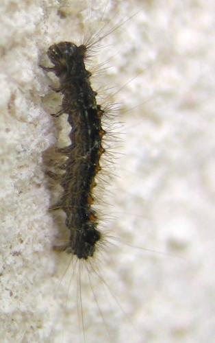 Lymantria dispar