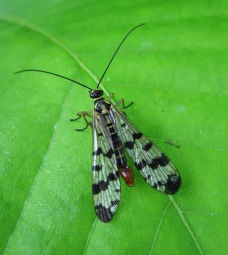 Panorpa vulgaris