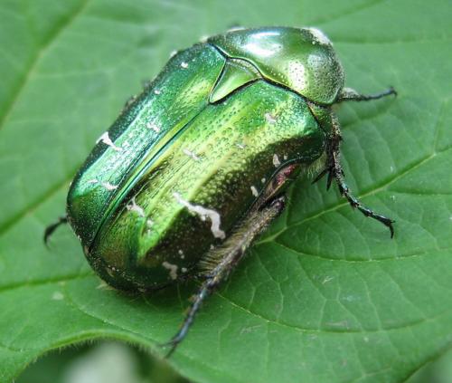 Réf. 9 170 : Cetonia aurata aurata