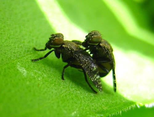 Réf. 9 184 : Platystoma seminationis