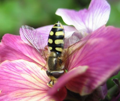 Eupeodes corollae