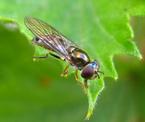 Réf. 9 189 : Platycheirus scutatus