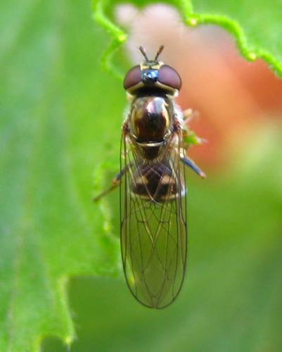 Réf. 9 190 : Platycheirus scutatus