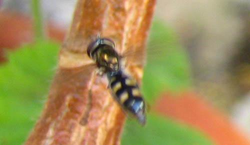 Réf. 9 191 : Platycheirus scutatus