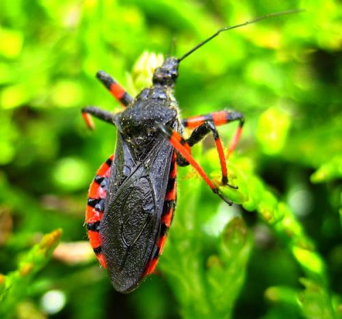 Rhynocoris annulatus