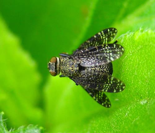 Platystoma seminationis