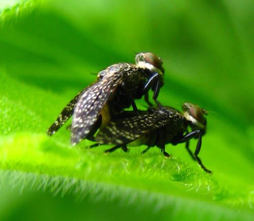 Platystoma seminationis