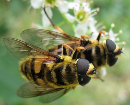 Réf. 9 440 : Myathropa florea