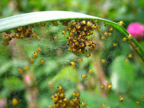 Réf. 9 419 : Araneus diadematus