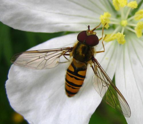 Episyrphus balteatus