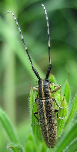 Agapanthia cardui
