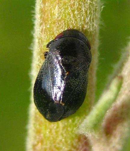 Penthimia nigra