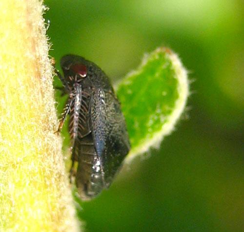 Penthimia nigra