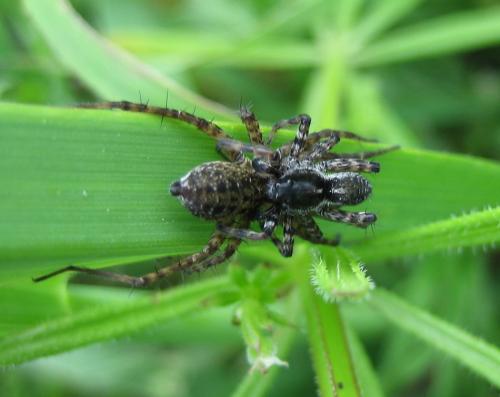 Pardosa sp.