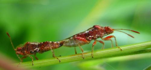 Rhopalus subrufus