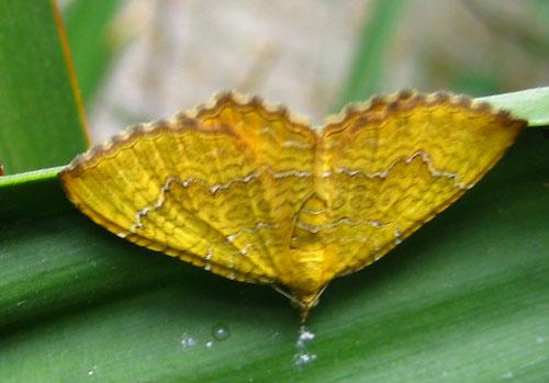 Camptogramma bilineata