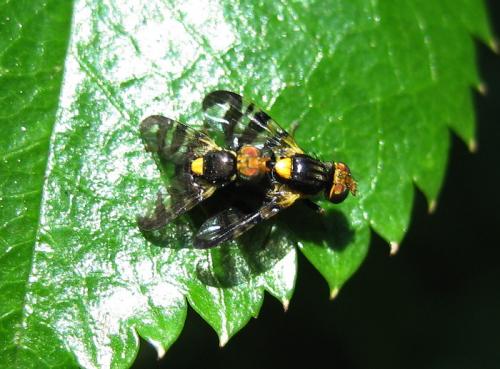 Rhagoletis cerasi