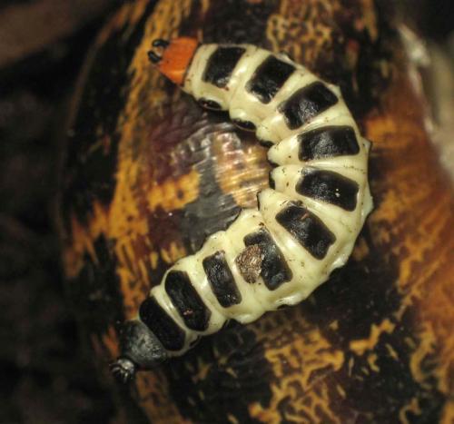 Réf. 9 009 : Lygistopterus sanguineus
