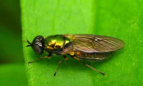 Réf. 9 548 : Chloromyia formosa
