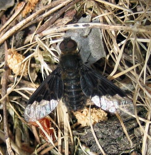 Hemipenthes morio