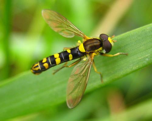 Réf. 9 417 : Sphaerophoria scripta