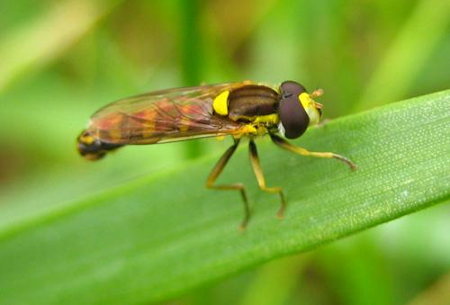 Réf. 9 418 : Sphaerophoria scripta