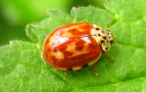 Harmonia quadripunctata