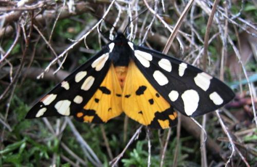 Réf. 9 848 : Arctia villica